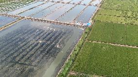 Rice Paddy Aquaculture Industry