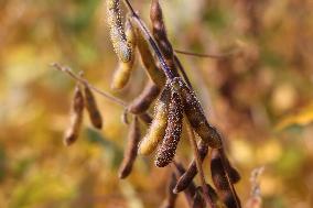 Soybean Field In Canada