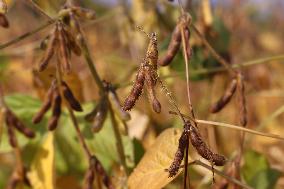 Soybean Field In Canada