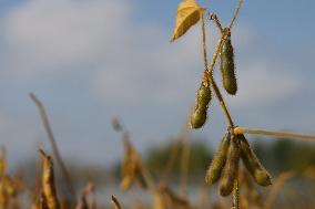 Soybean Field In Canada