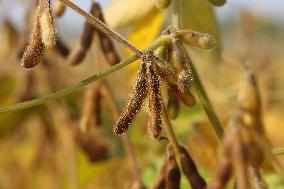 Soybean Field In Canada