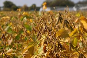 Soybean Field In Canada