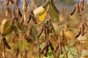 Soybean Field In Canada