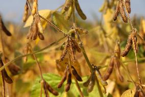 Soybean Field In Canada