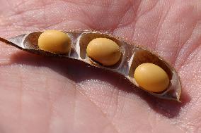 Soybean Field In Canada