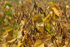 Soybean Field In Canada