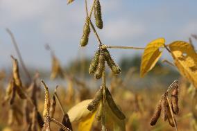 Soybean Field In Canada