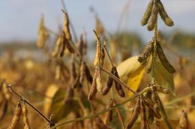 Soybean Field In Canada