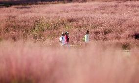 Pink Muhlygrass Tour in Sanmenxia