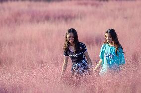 Pink Muhlygrass Tour in Sanmenxia