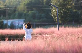 Pink Muhlygrass Tour in Sanmenxia