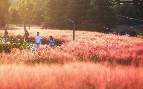 Pink Muhlygrass Tour in Sanmenxia