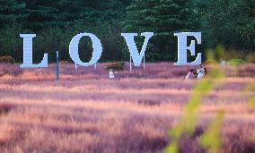 Pink Muhlygrass Tour in Sanmenxia