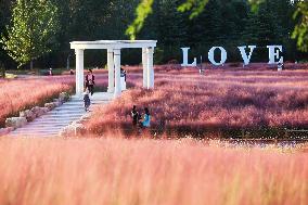 Pink Muhlygrass Tour in Sanmenxia