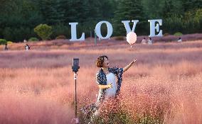 Pink Muhlygrass Tour in Sanmenxia