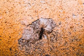 Tree Trunk Spider (Hersiliidae) - Animal India