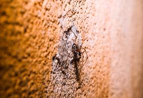 Tree Trunk Spider (Hersiliidae) - Animal India