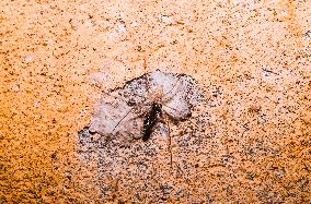 Tree Trunk Spider (Hersiliidae) - Animal India