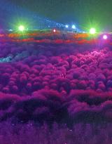 Illuminated kochia field in eastern Japan park