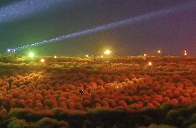 Illuminated kochia field in eastern Japan park