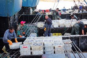 Seafood Wholesale in Qingdao