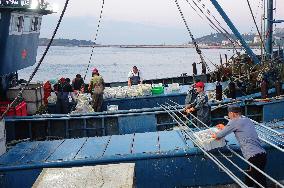 Seafood Wholesale in Qingdao