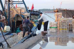 Seafood Wholesale in Qingdao