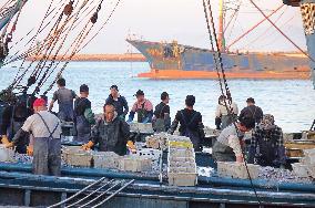 Seafood Wholesale in Qingdao