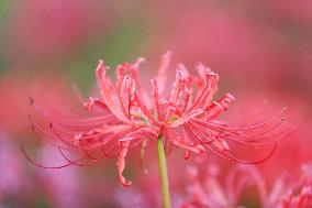 Equinox Flower