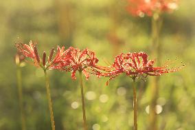 Equinox Flower