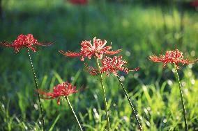 Equinox Flower