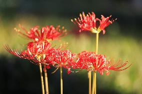 Equinox Flower