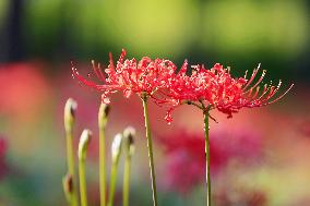 Equinox Flower