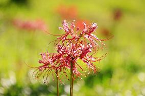 Equinox Flower