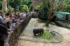 Moo Deng: Thailand's Pygmy Baby Hippo