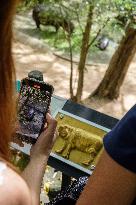 Moo Deng: Thailand's Pygmy Baby Hippo