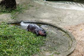 Moo Deng: Thailand's Pygmy Baby Hippo