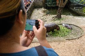 Moo Deng: Thailand's Pygmy Baby Hippo