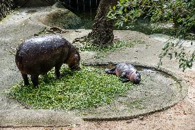 Moo Deng: Thailand's Pygmy Baby Hippo