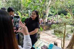 Moo Deng: Thailand's Pygmy Baby Hippo