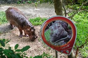 Moo Deng: Thailand's Pygmy Baby Hippo