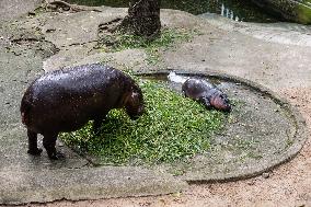 Moo Deng: Thailand's Pygmy Baby Hippo