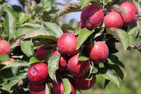 Apple Season In Canada