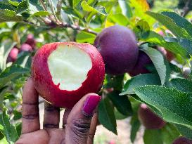 Apple Season In Canada