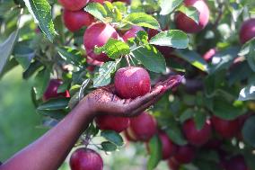 Apple Season In Canada