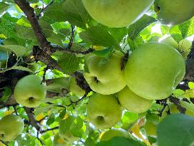 Apple Season In Canada