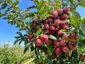 Apple Season In Canada