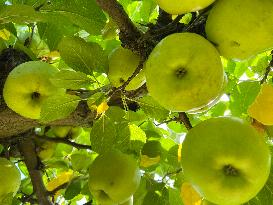 Apple Season In Canada