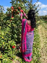 Apple Season In Canada