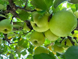 Apple Season In Canada